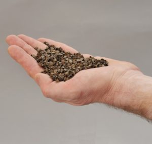 Le sarrasin, pour un oreiller de qualité Le sarrasin