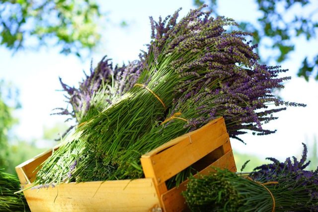 Oreiller chinois aux 9 plantes